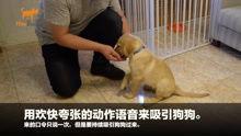 狗崽爆料视频大全最新版,最新版揭秘娱乐圈幕后真相